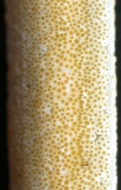 macrostoma