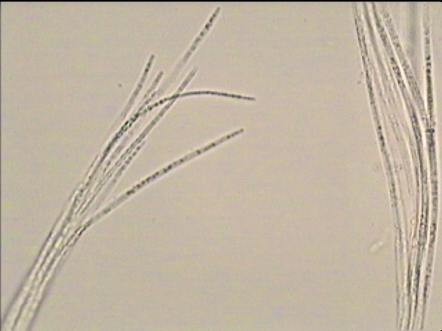 macrostoma