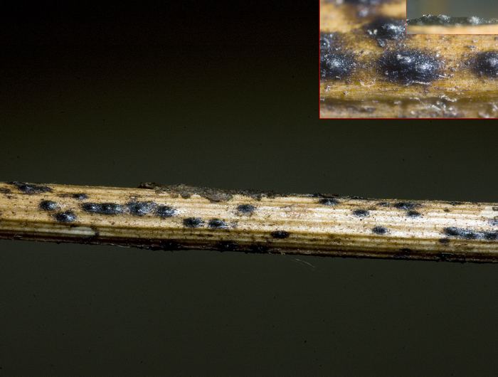 macrostoma