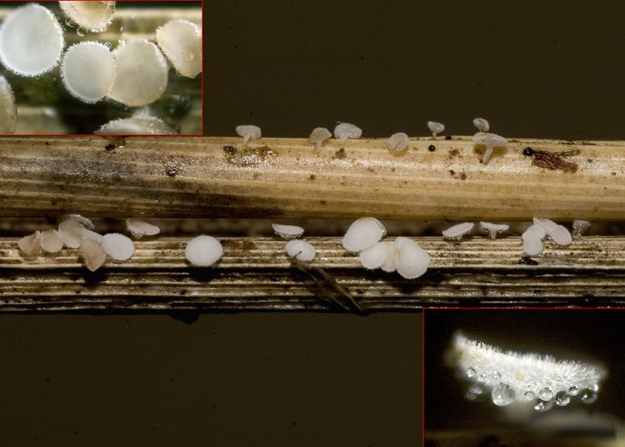 macrostoma