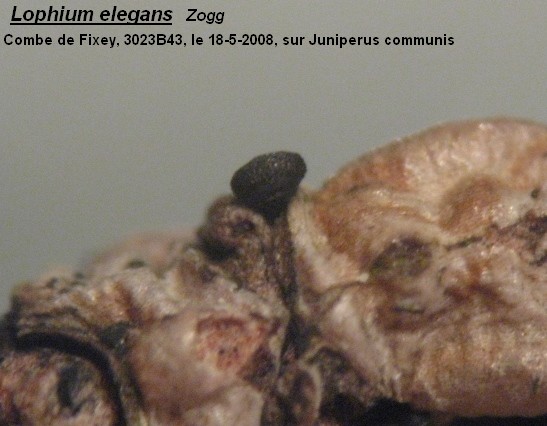 macrostoma