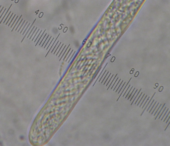 macrostoma