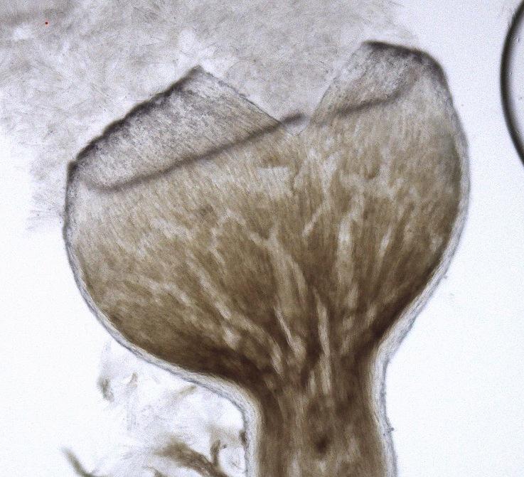 macrostoma