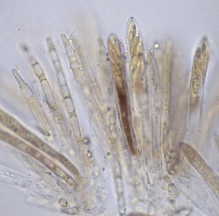 macrostoma