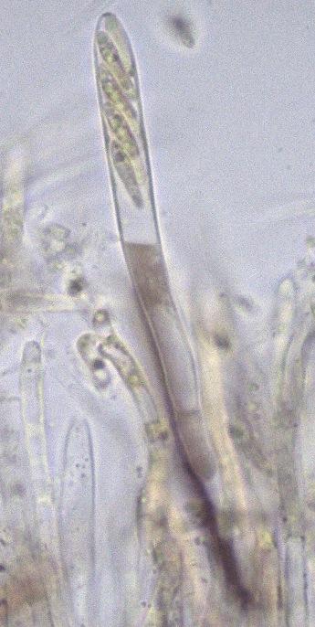 macrostoma