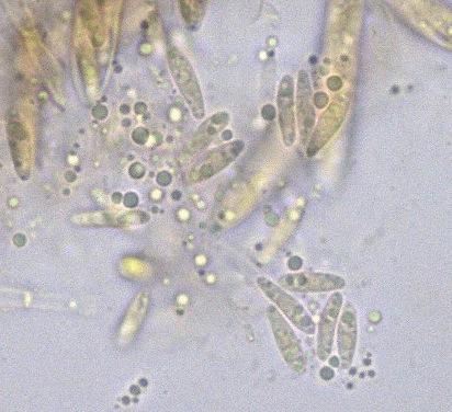 macrostoma