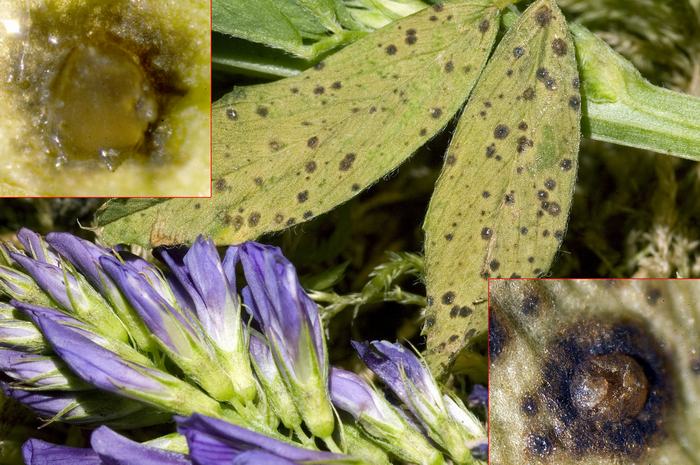macrostoma