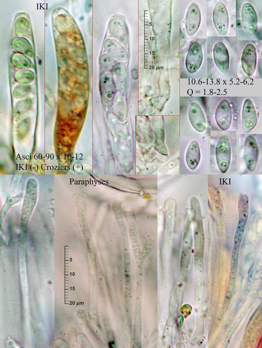 macrostoma