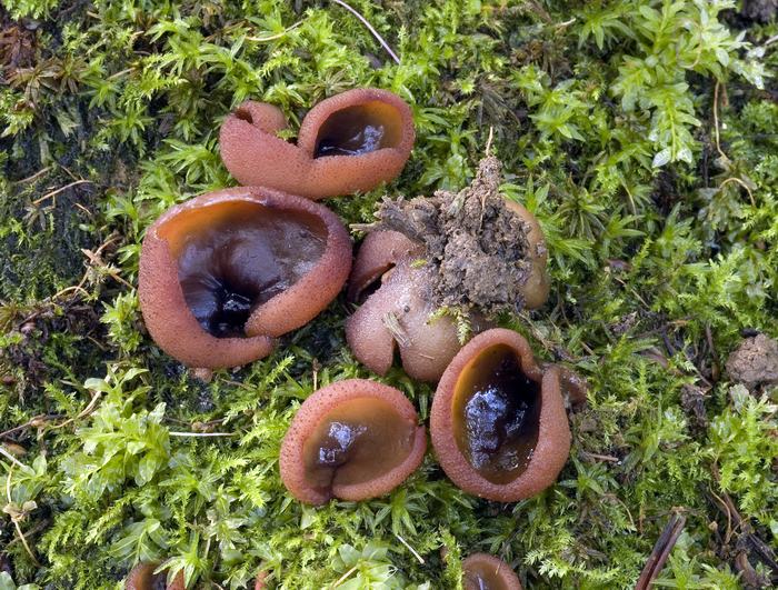 macrostoma