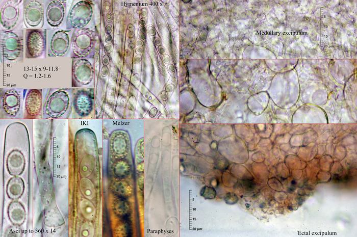 macrostoma