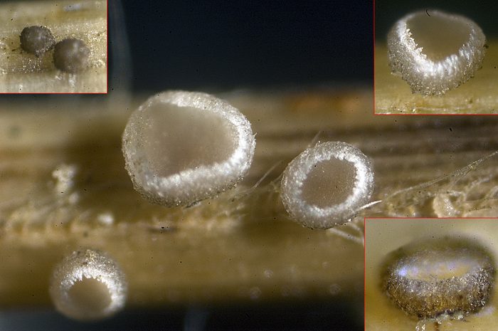 macrostoma