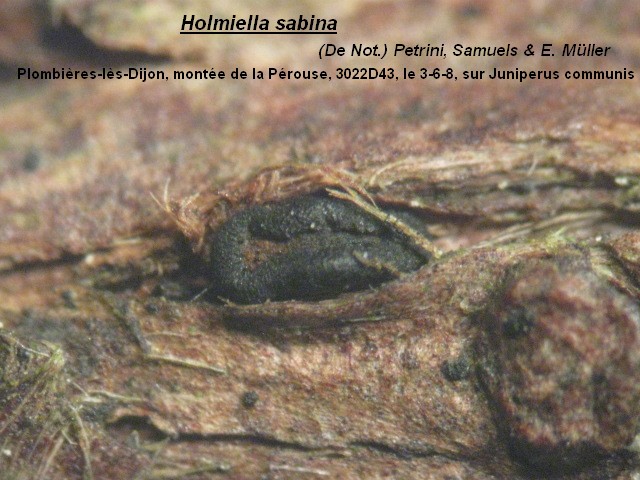 macrostoma
