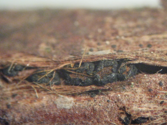 macrostoma