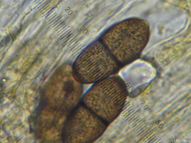 macrostoma