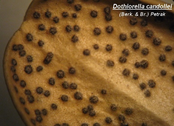 macrostoma