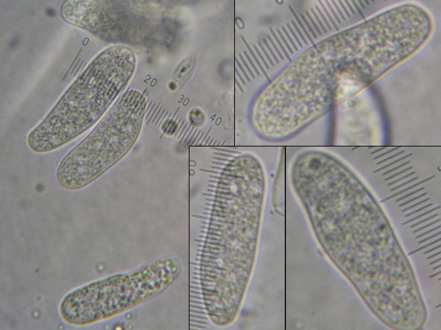 macrostoma