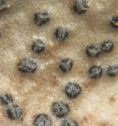 macrostoma