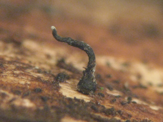 macrostoma