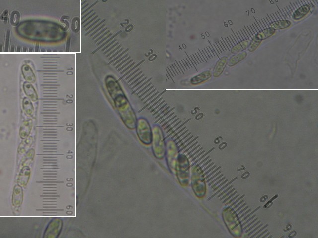 macrostoma