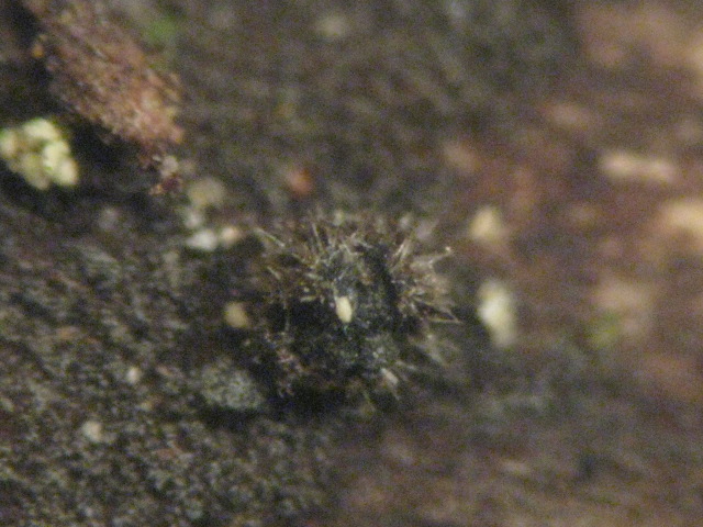 macrostoma