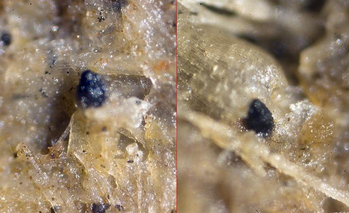 macrostoma