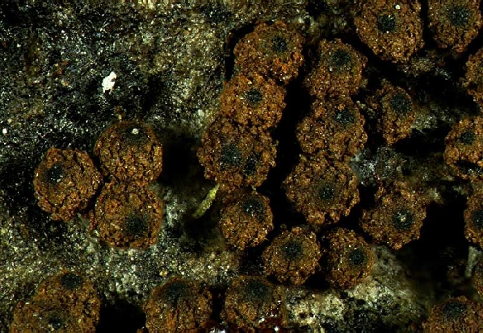 macrostoma