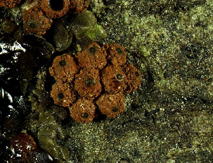 macrostoma