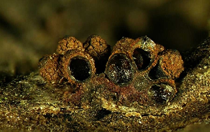 macrostoma