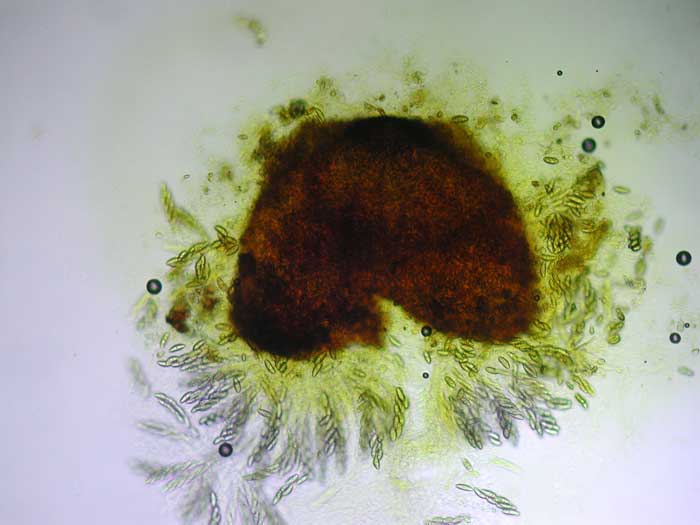 macrostoma