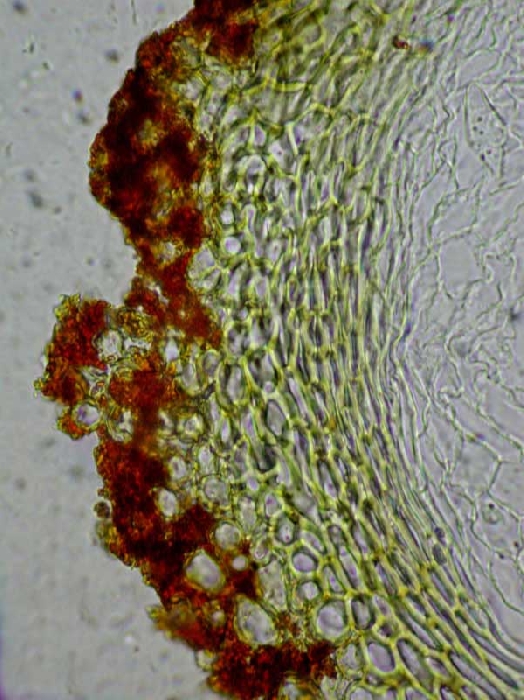macrostoma