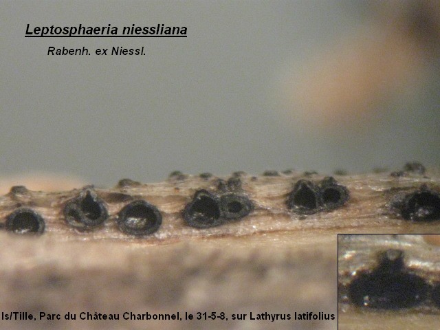 macrostoma