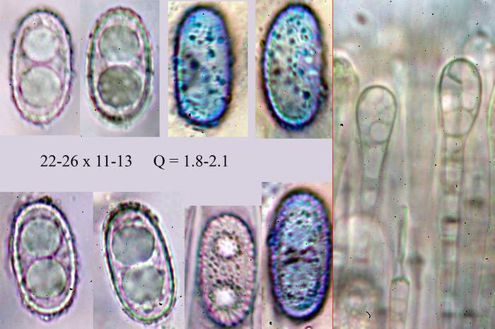 macrostoma