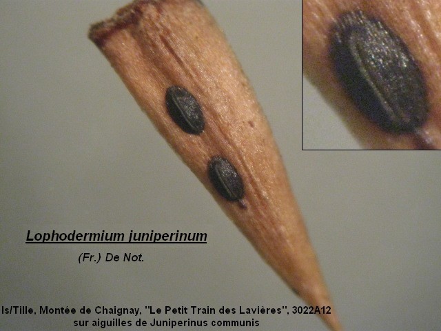 macrostoma