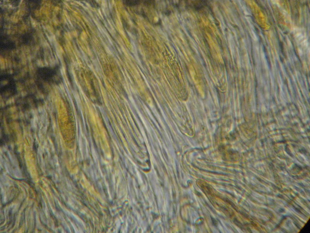 macrostoma