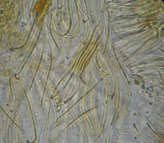 macrostoma