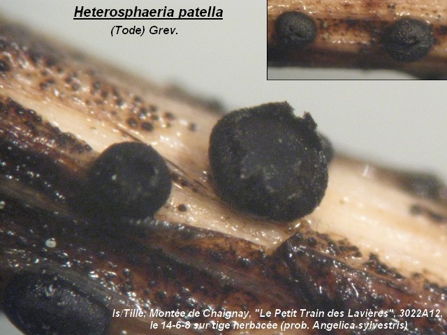 macrostoma