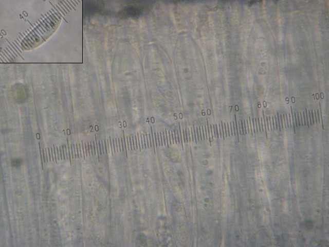 macrostoma