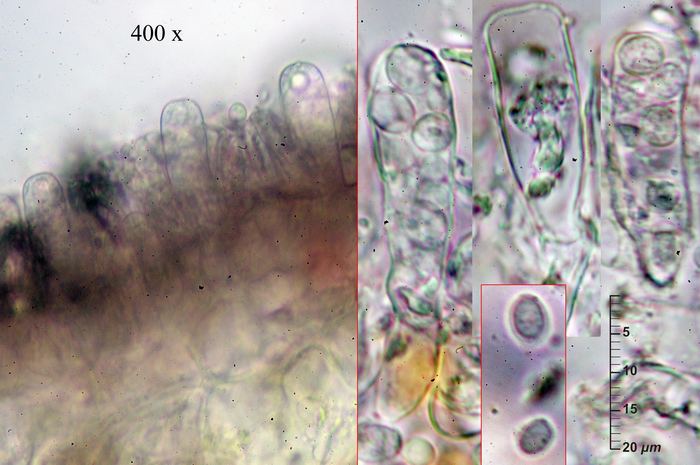 macrostoma