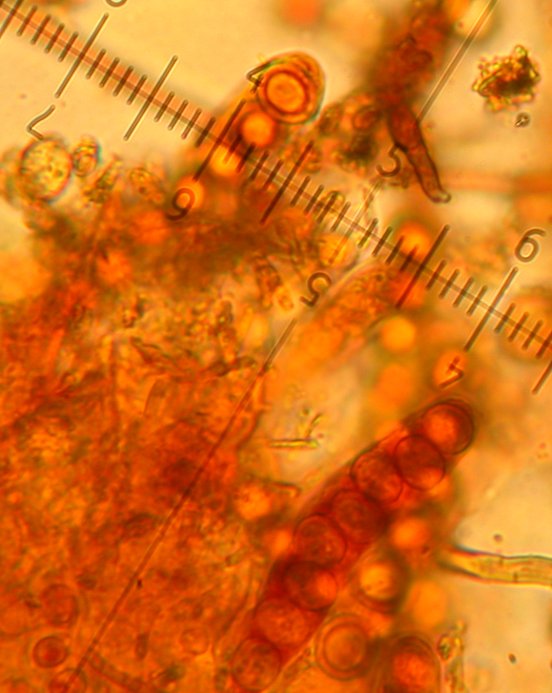 macrostoma