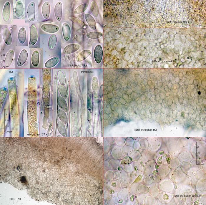 macrostoma