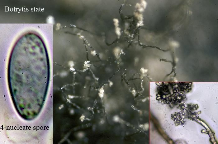 macrostoma
