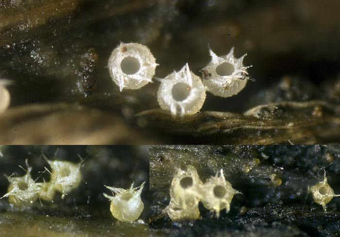 macrostoma