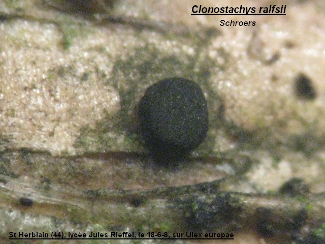 macrostoma