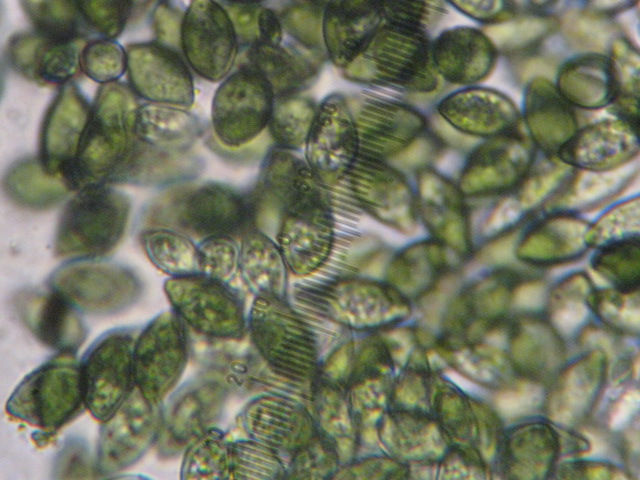macrostoma