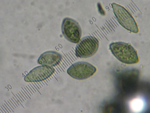 macrostoma