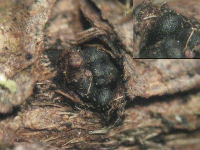 macrostoma