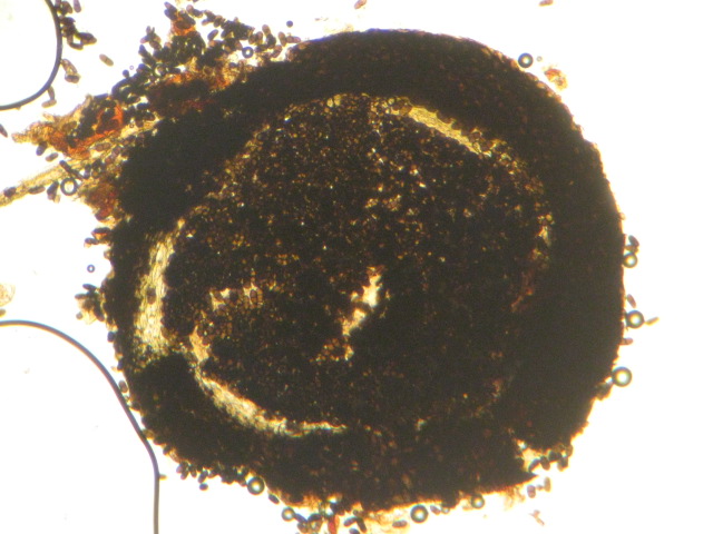 macrostoma