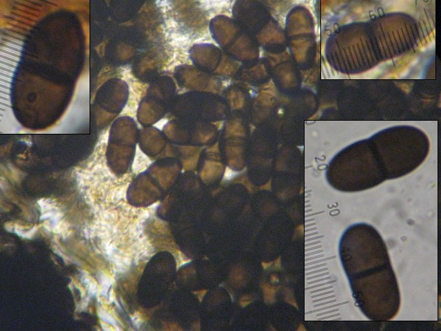 macrostoma