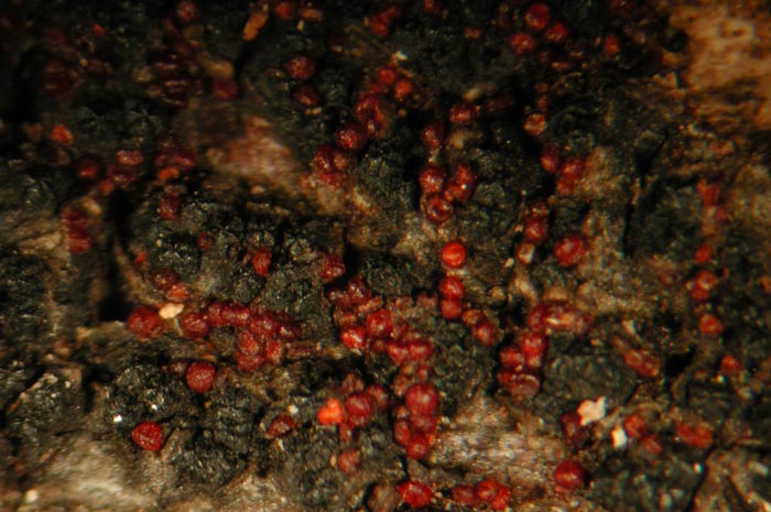 macrostoma