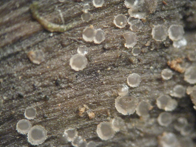 macrostoma